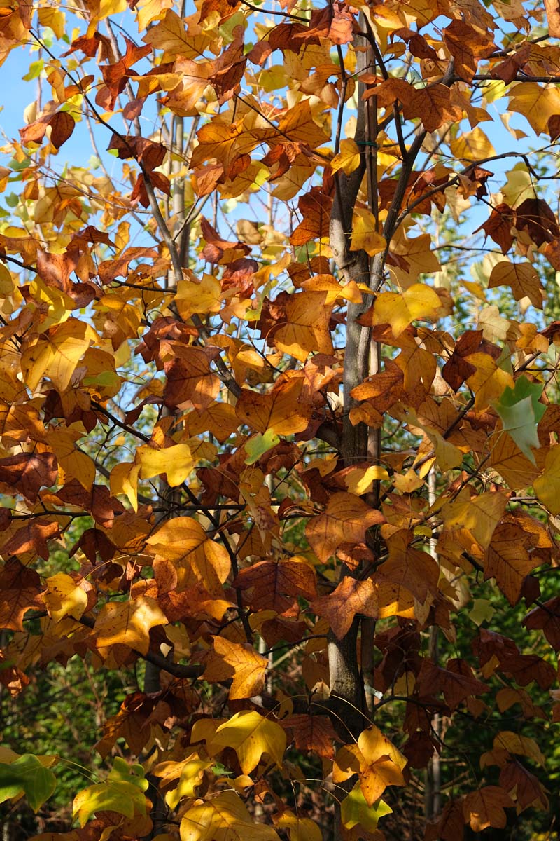 Liriodendron tulipifera solitair stam