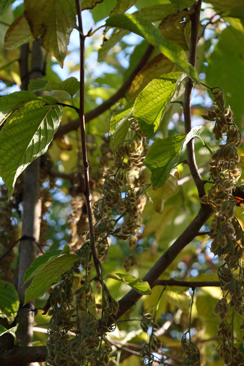 Pterostyrax hispida op stam zaaddoos