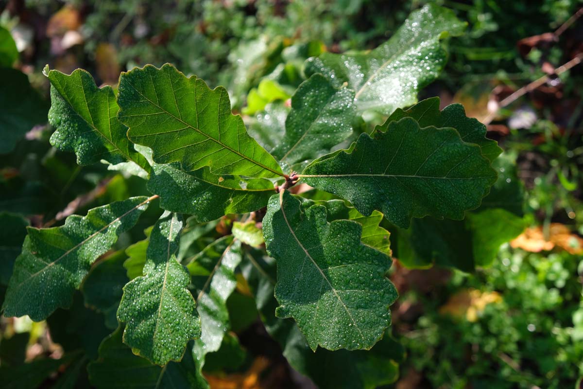 Quercus robur 'Fastigiate Koster' op stam blad