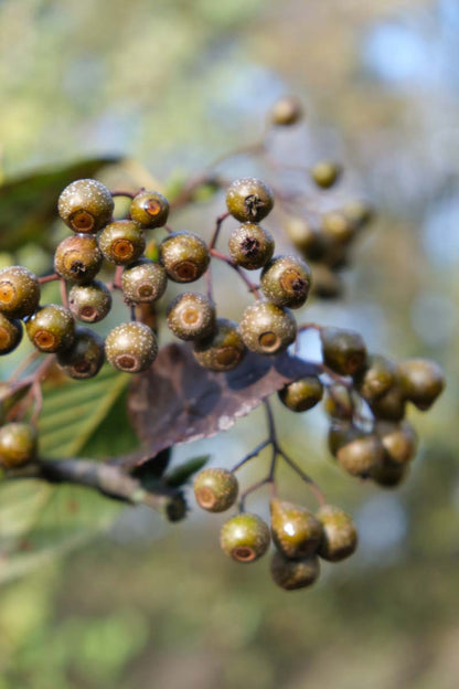 Sorbus caloneura Tuinplanten vrucht