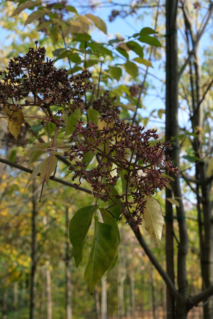 Tetradium daniellii hupehensis meerstammig / struik blad