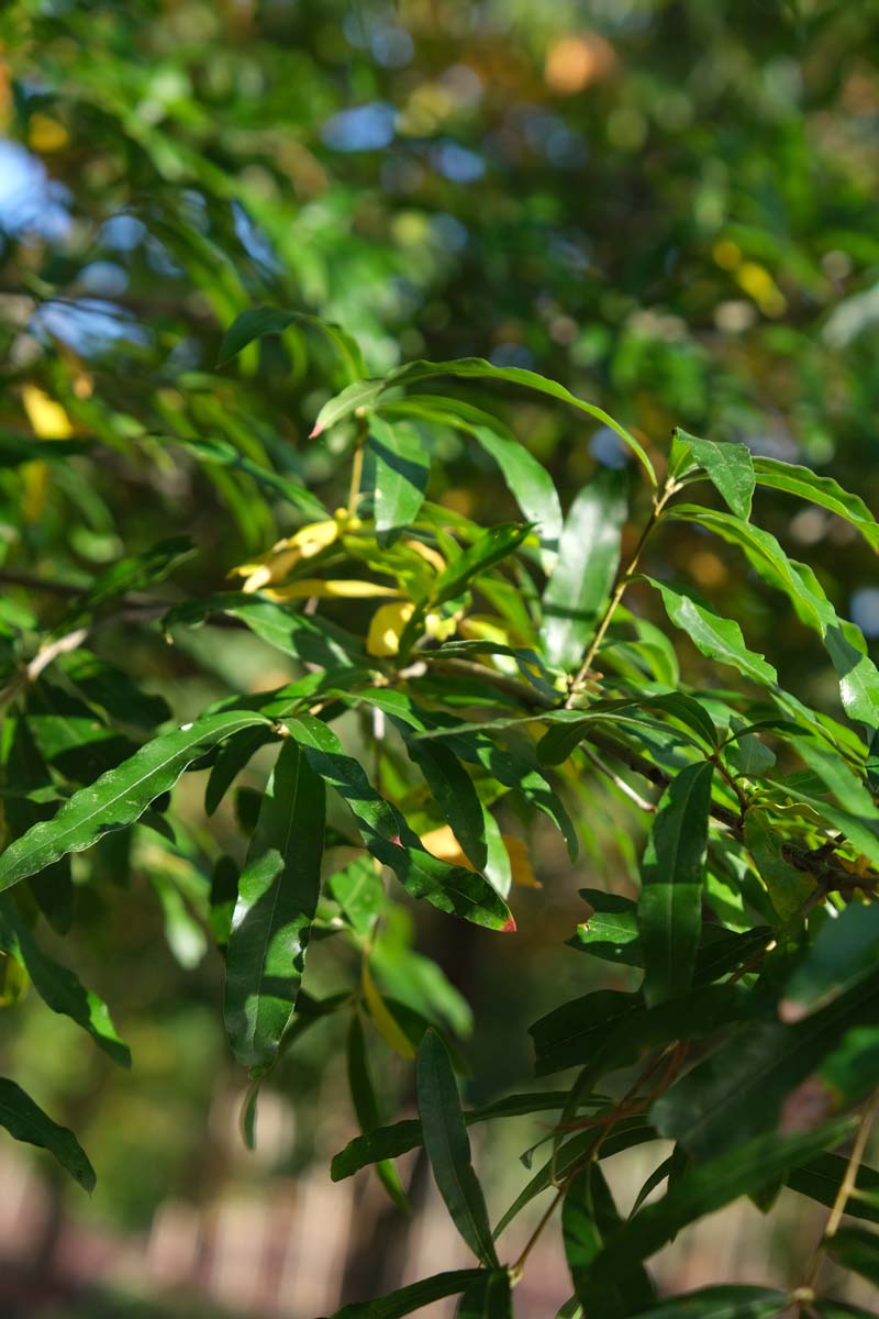 Zanthoxylum simulans meerstammig / struik blad