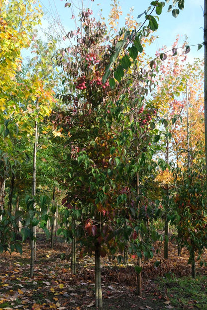 Acer saccharinum op stam op stam