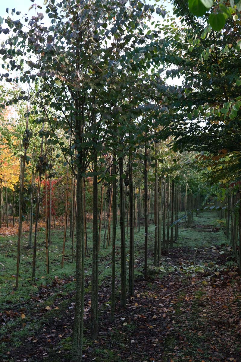 Cercidiphyllum japonicum op stam op stam