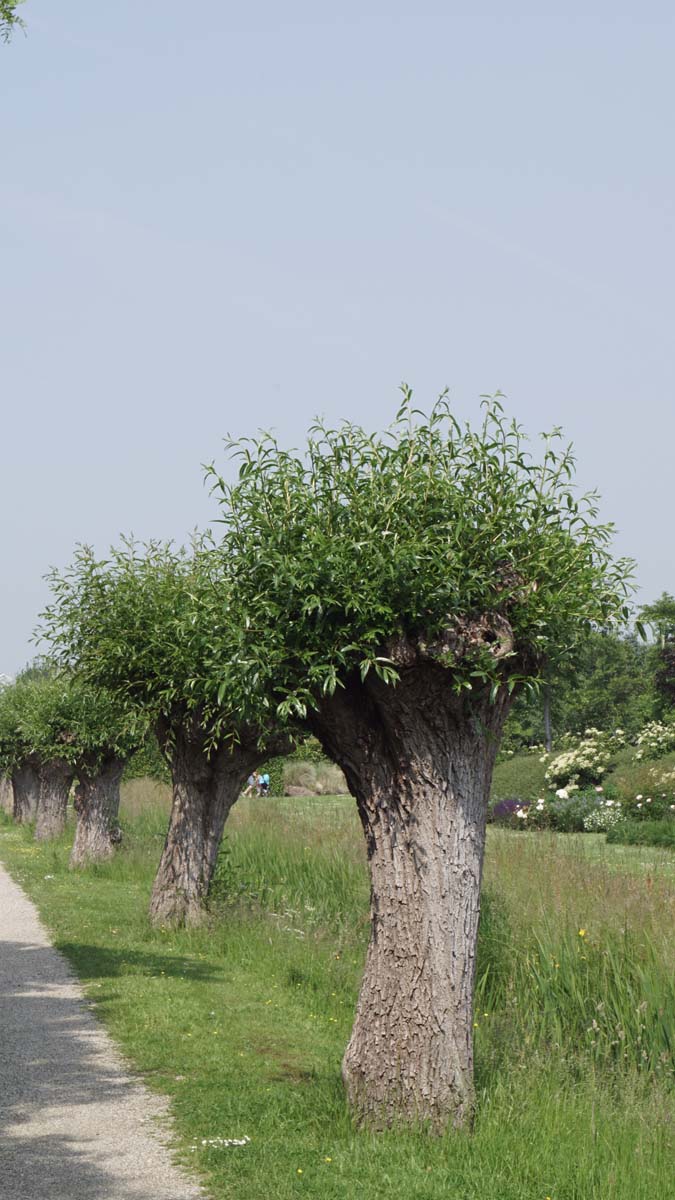 Salix alba op stam op stam