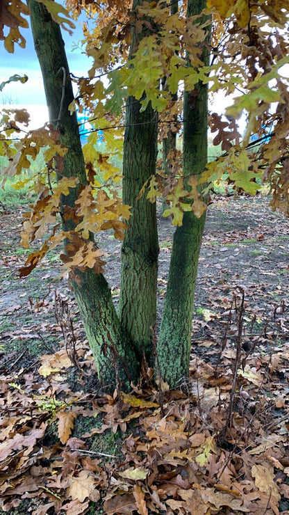 Quercus cerris meerstammig / struik bast