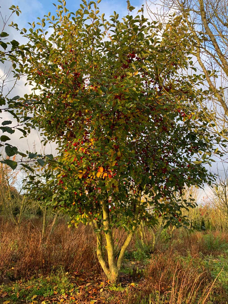 Malus 'Ydun' meerstammig / struik herfstkleur