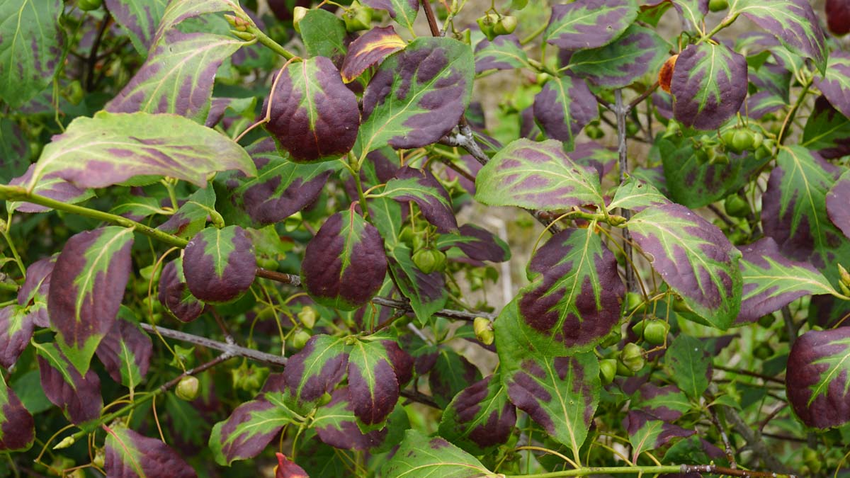 Euonymus planipes op stam blad