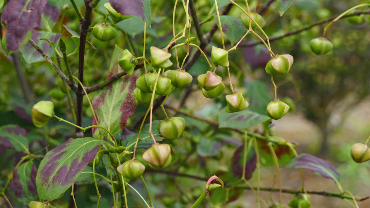 Euonymus planipes op stam zaaddoos