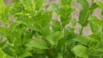 Euonymus planipes op stam blad