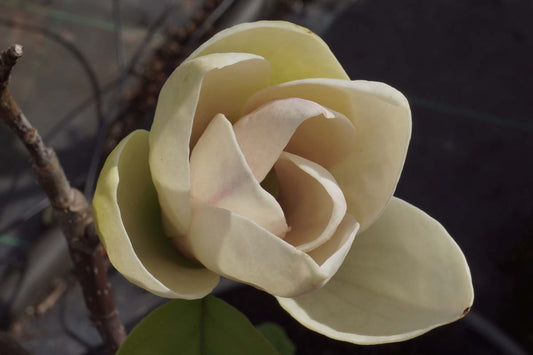 Magnolia wilsonii meerstammig bloem