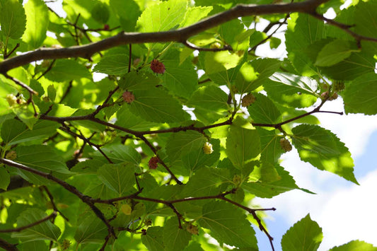 Morus alba 'Issai' op stam vrucht