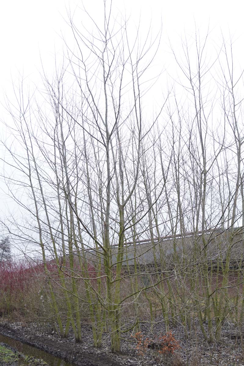 Populus alba op stam winter