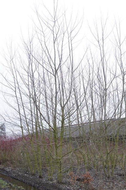 Populus alba op stam winter