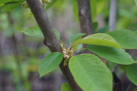 Prunus avium 'Hedelfinger Riesenkirsche' op stam blad