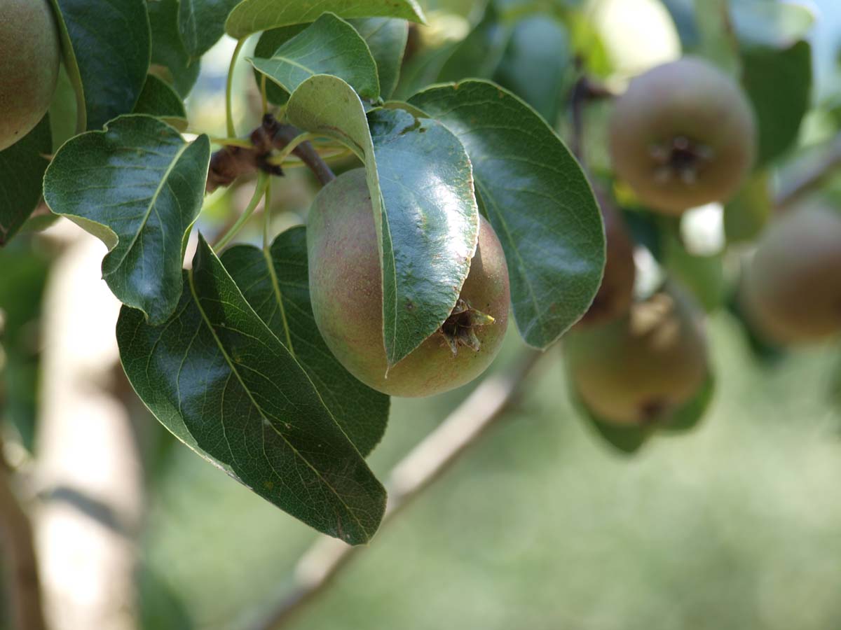 Pyrus communis 'Beurré Hardenpont' op stam vrucht