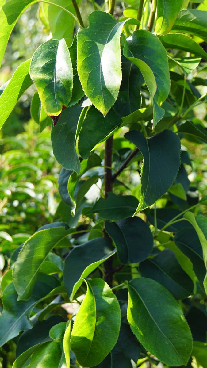 Pyrus communis 'Beurré Hardy' leiboom blad