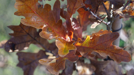 Quercus bimundorum 'Crimschmidt' op stam herfstkleur