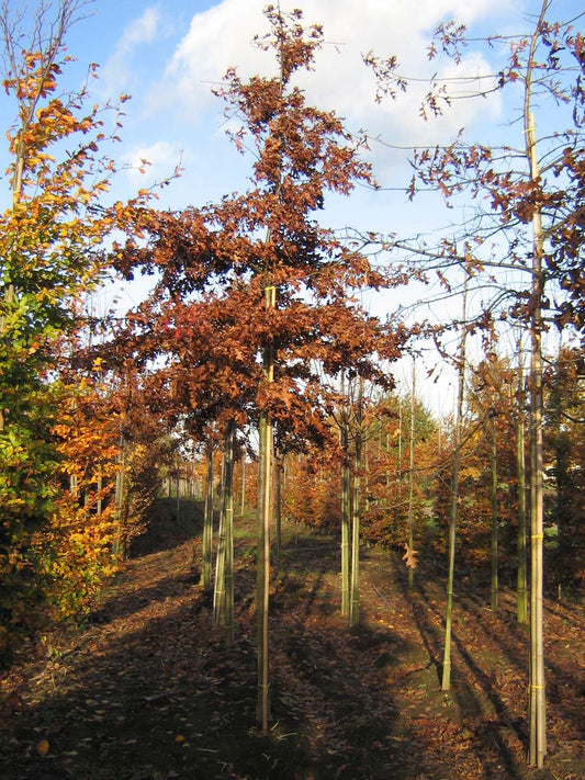Quercus palustris leiboom herfstkleur