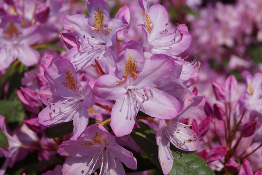 Rhododendron ponticum 'Roseum' meerstammig bloem