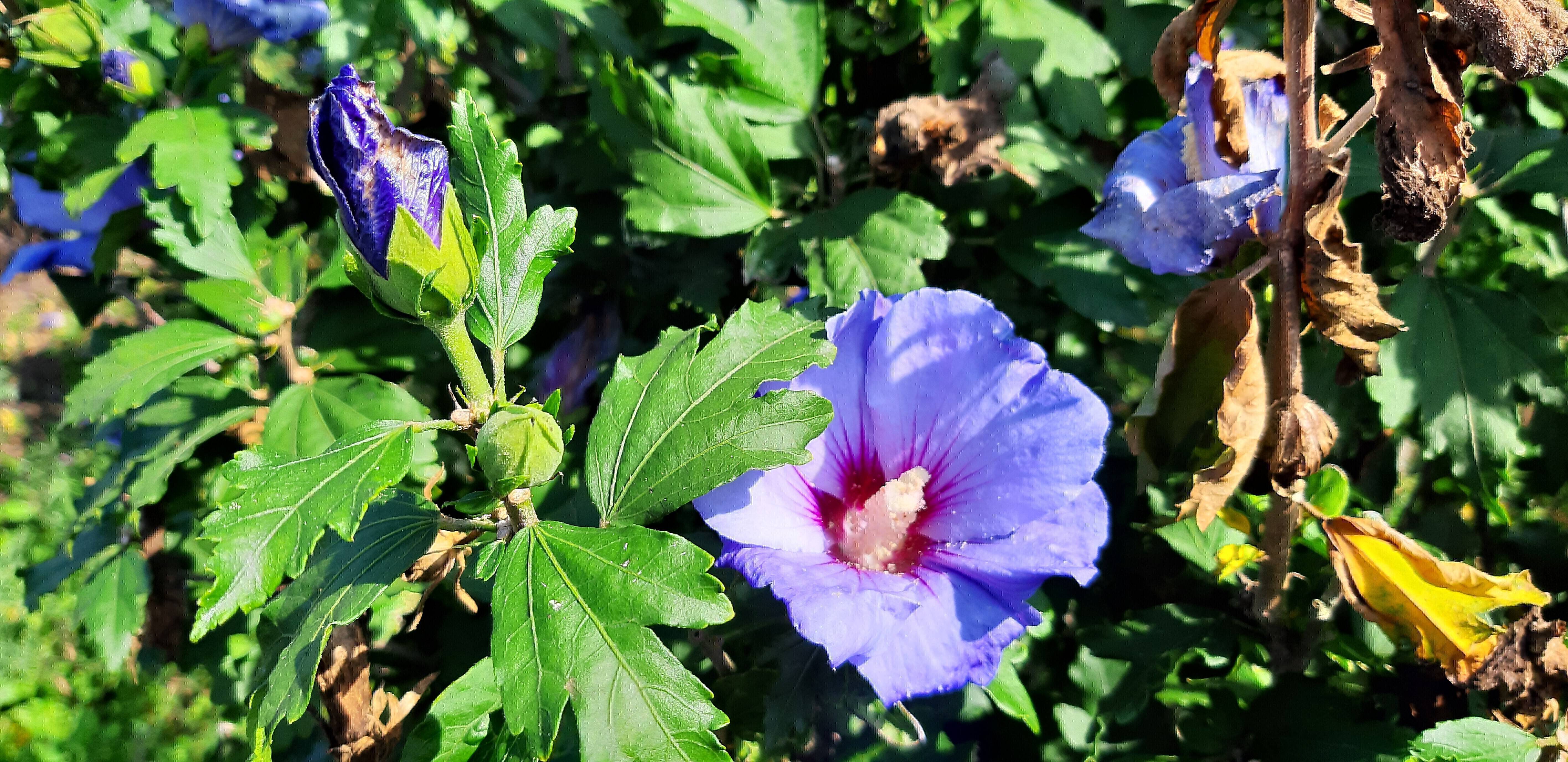 Hibiscus syriacus \'Oiseau Straucheibisch Rosen-Eibisch; | Bleu\' Eibisch; Gartenhibiskus \'Oiseau Festblume; Scharonrose; Syrischer Bleu\'; Garteneibisch