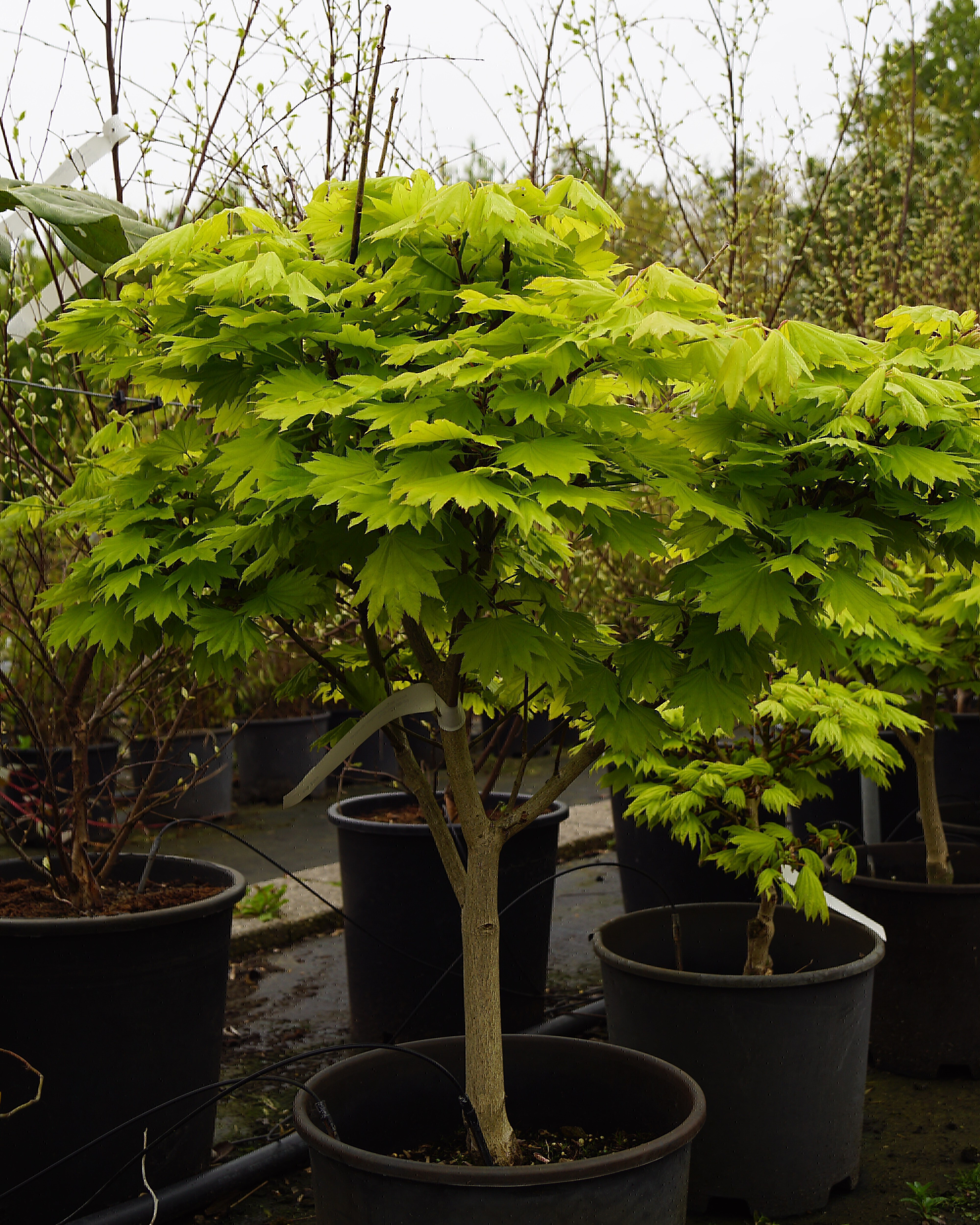 prachtig puppy Verstoring Acer shirasawanum 'Aureum' | Gele esdoorn 'Aureum'; Japanse esdoorn; Japanse  goudesdoorn