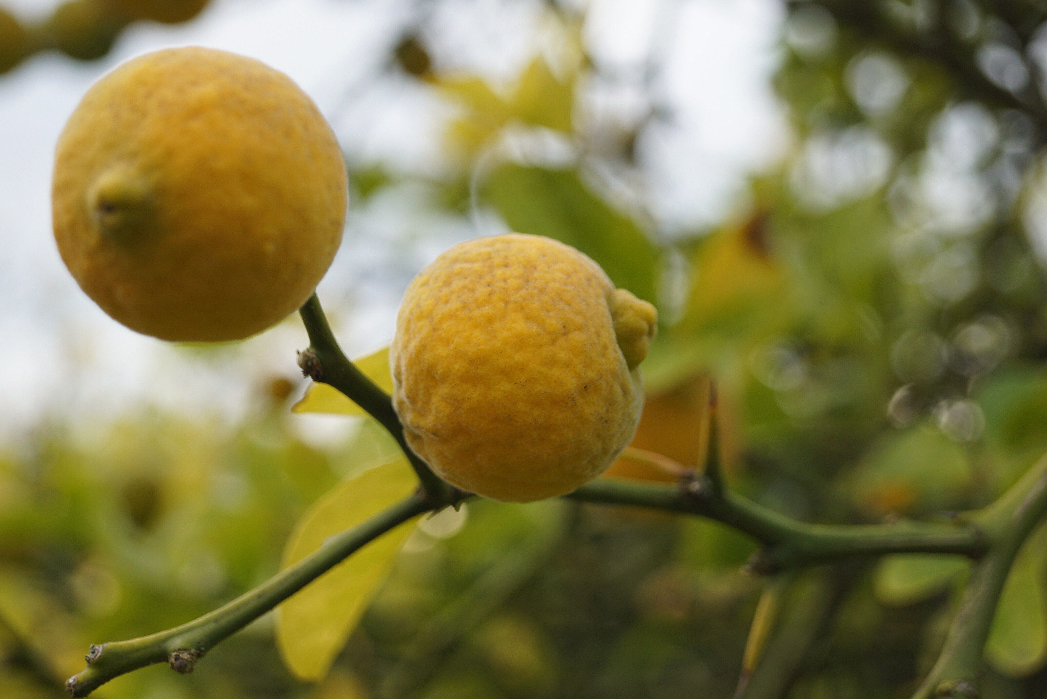 Citrus trifoliata | Orange; Bitterorange Dreiblättrige