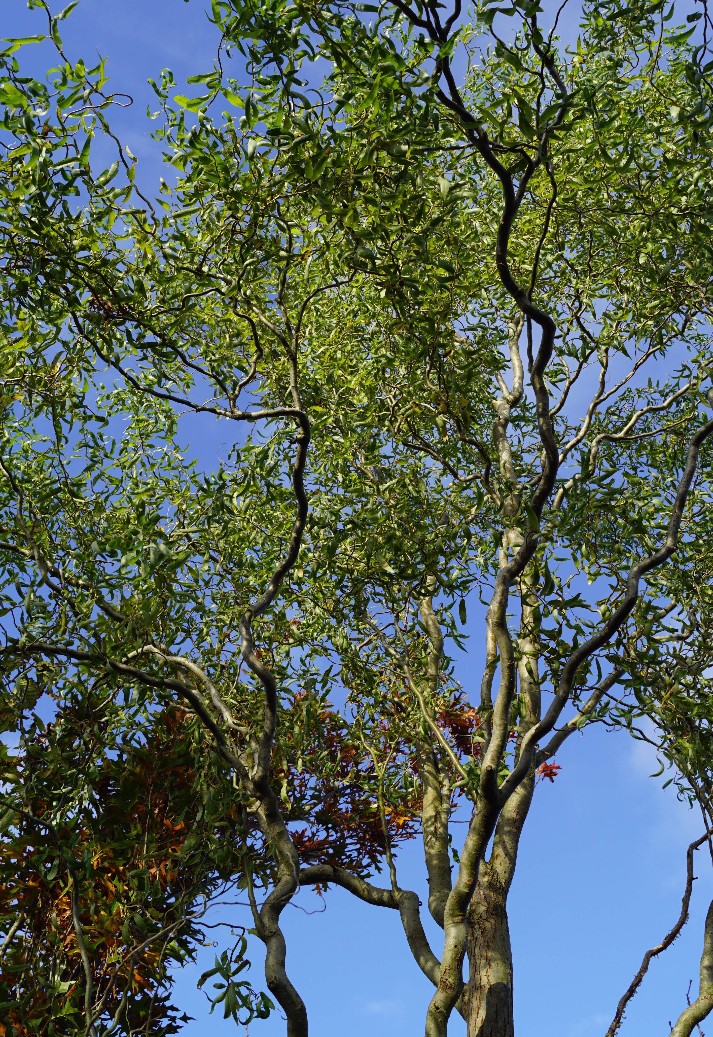Salix 'Tortuosa' | Kronkelwilg 'Tortuosa'; Slangenwilg; Krulwilg