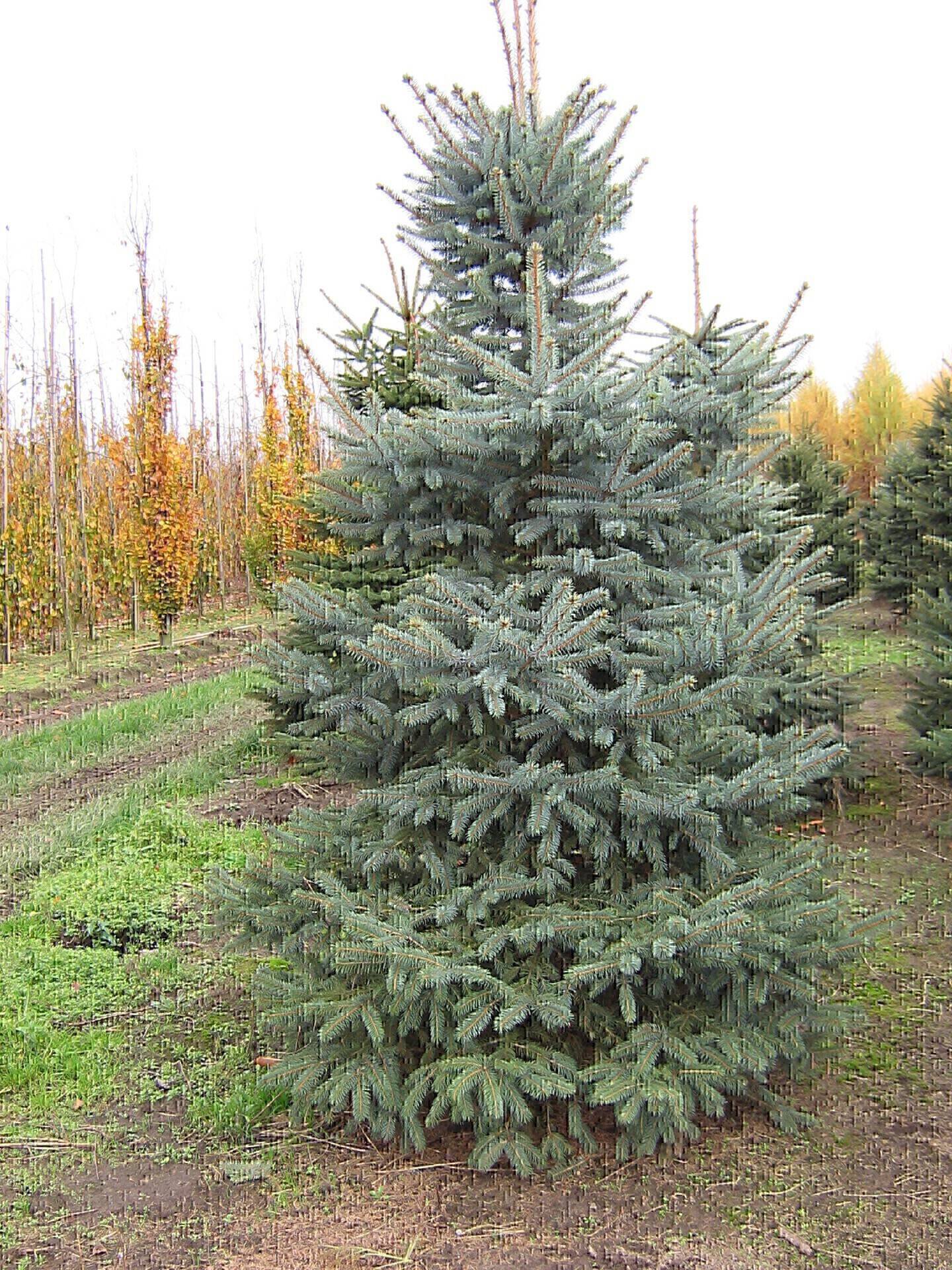 ernstig Certificaat moeilijk Picea pungens glauca | Blauwspar