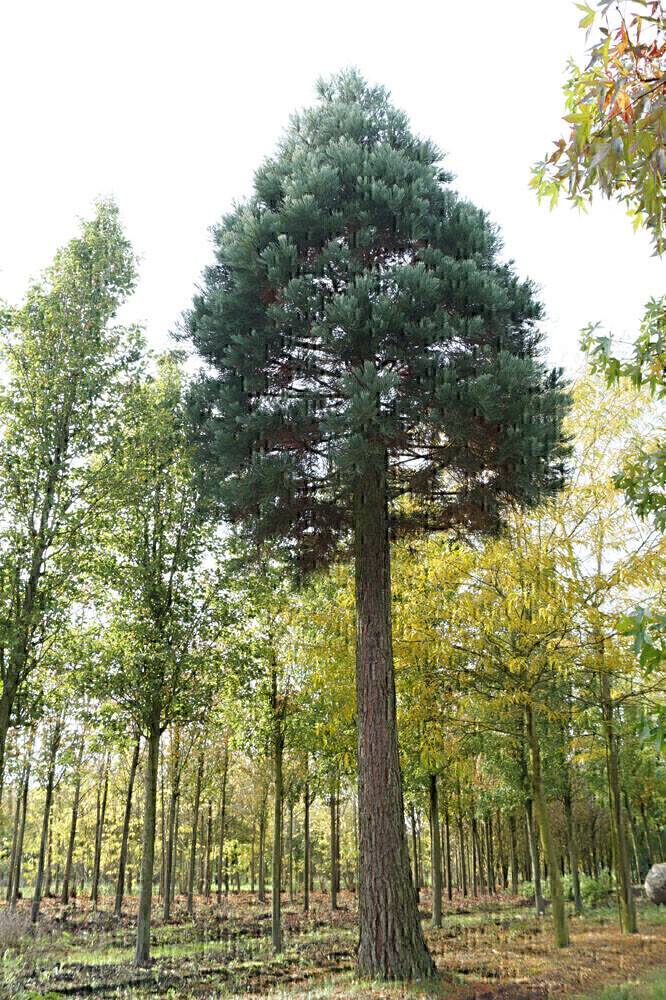 Ondoorzichtig Trillen Permanent Grote bomen kopen bij Den Mulder Boomteelt | Direct van de kweker | Groot  assortiment